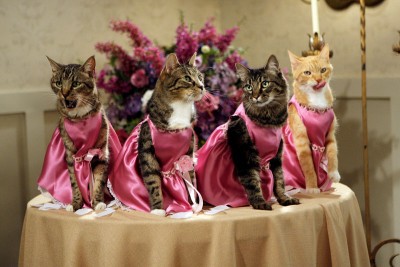 cat-bridesmaids-closeup.jpg