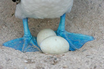 blue-footed booby eggs.jpg