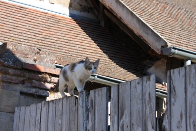 IMG_6907.jpg