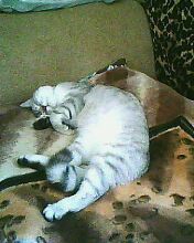 IMG0018A.jpg