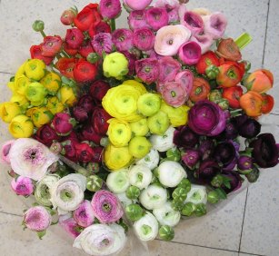 ranunculus10.jpg