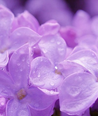 83036190_FON_10.jpg