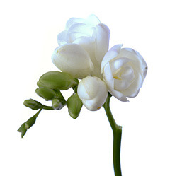 image_483.jpg