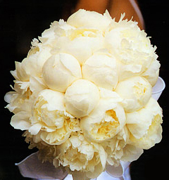 94399-peony_.jpg